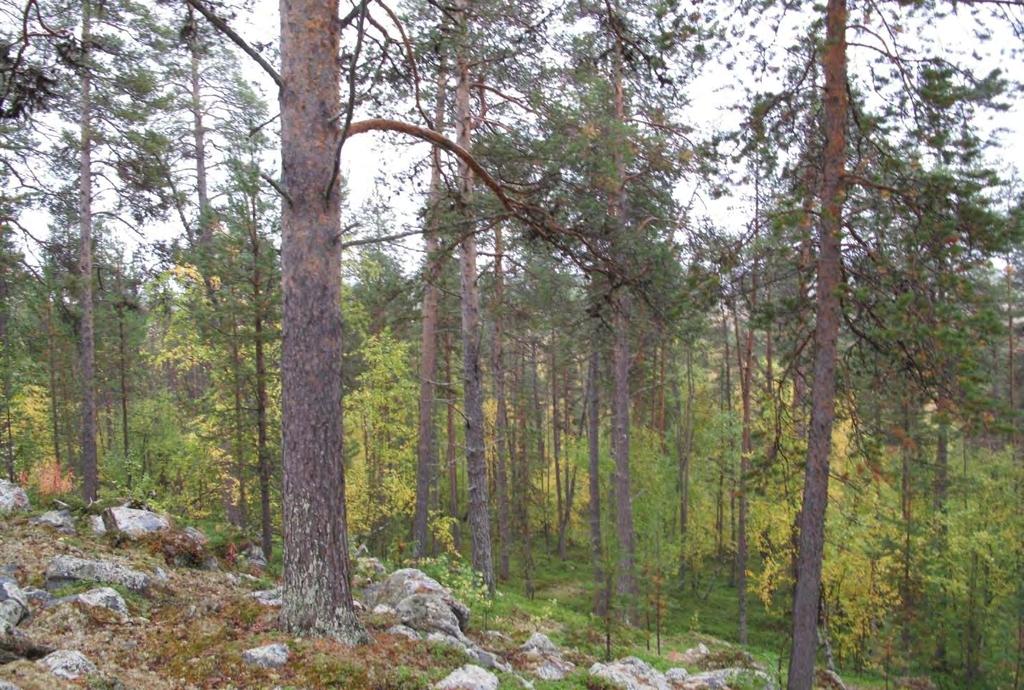 Figur 73. Plukkhogd eldre nokså grovvokst naturskog med litt spredt død ved kjennetegner lokaliteten.