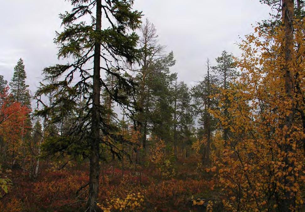 Figur 81. Det ble sett ei sibirgran i lokaliteten. Dette var den eneste grana som ble sett i forbindelse med de naturfaglige registreringene i perioden 2008-2010. Foto Teppo Räma.