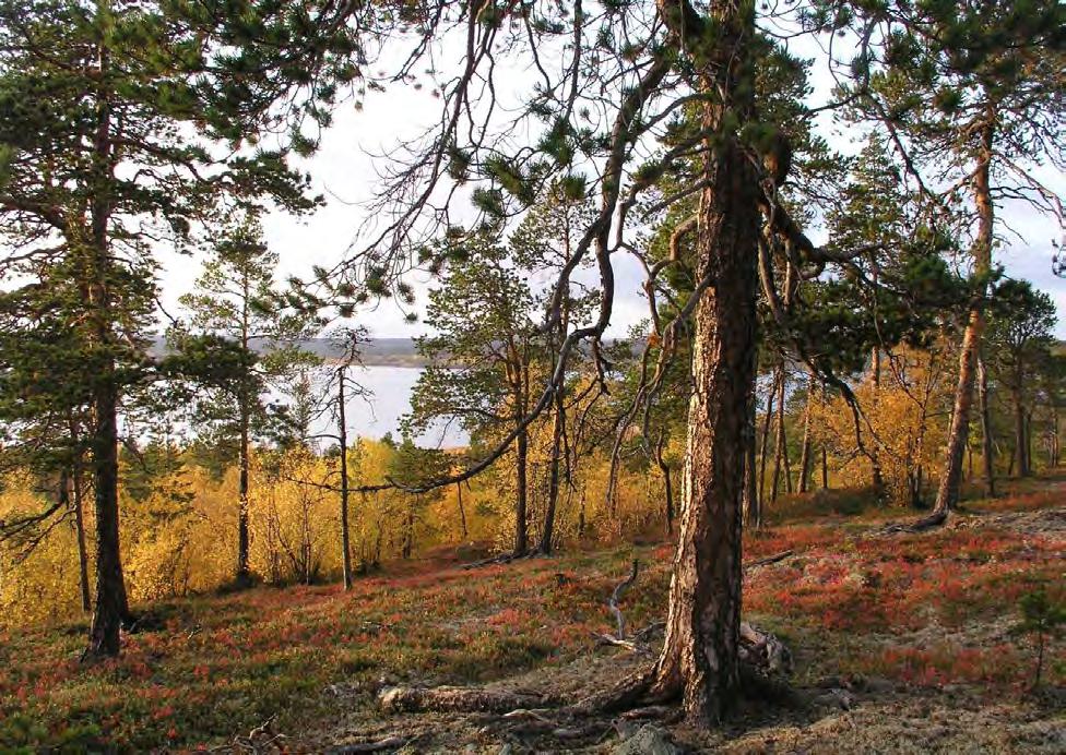 Lokalitet Naturtype Utforming Areal Verdisetting (1015) Kjerringneset (1) Gammel barskog (1) Gammel furuskog 206 dekar Svært viktig (A) Innledning: Dette er en ny lokalitet, og beskrivelsen er basert