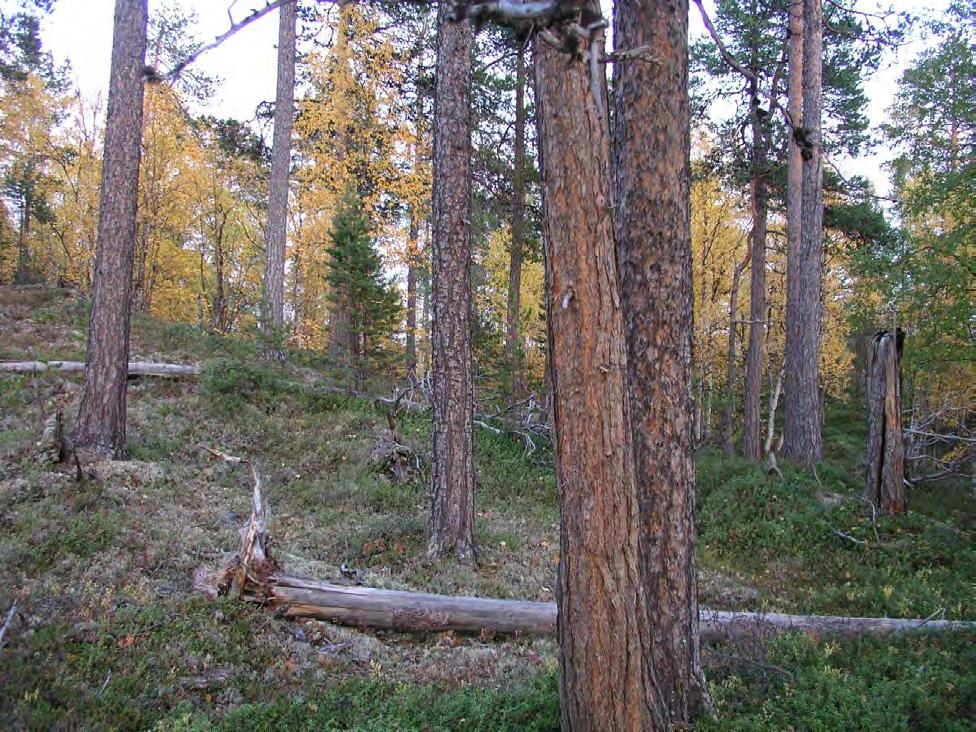 for skogbrann. Stående skog har dimensjoner jevnt rundt 20-30 cm i brysthøydediameter og med noen slengere grovere enn dette. Det er en del innslag av bjørk under furusjiktet.