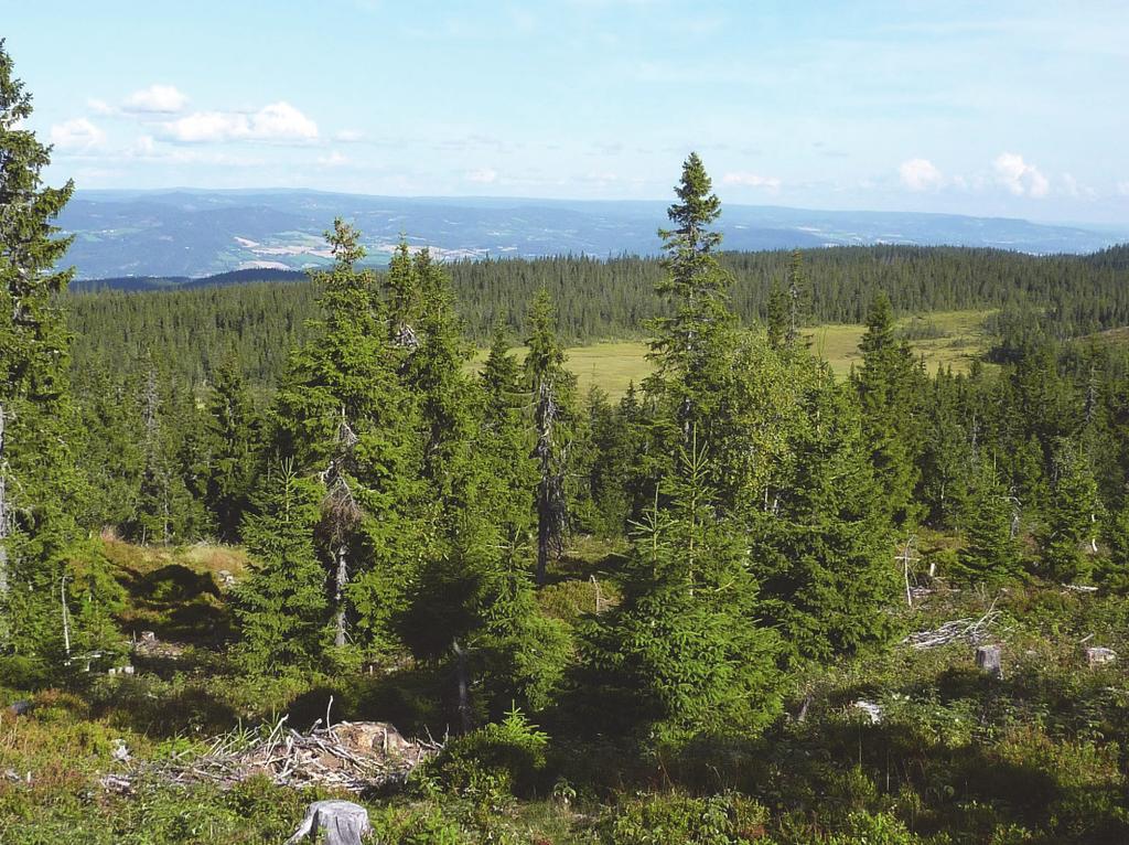 Bilde fra planområdet (samme