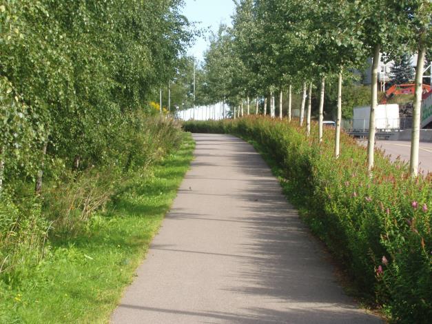 Ikke grav nærmere enn kronens dryppsone (kroneomfang) Treet på bildet er et av mange i en trerekke der en kabeletat har lagt