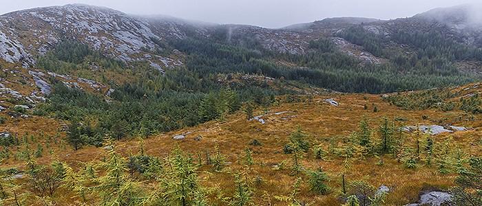 Grønnfink hann som spiser nyper av den fremmede rosebusken rynkerose, som den dermed kan bidra til å spre. Foto: Bård Bredesen, Naturarkivet.