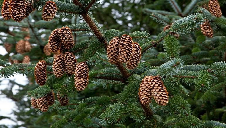 Planten er en busk som kan bli to til tre meter. Den har blanke, grønne og rynkete blad og store, rynkete, mørkerøde og velduftende blomster.