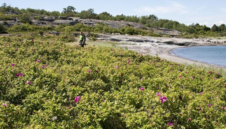 fugler og andre dyr. Handlingsplan mot rynkerose Etter forskrift om fremmede organismer (virksom fra 1.