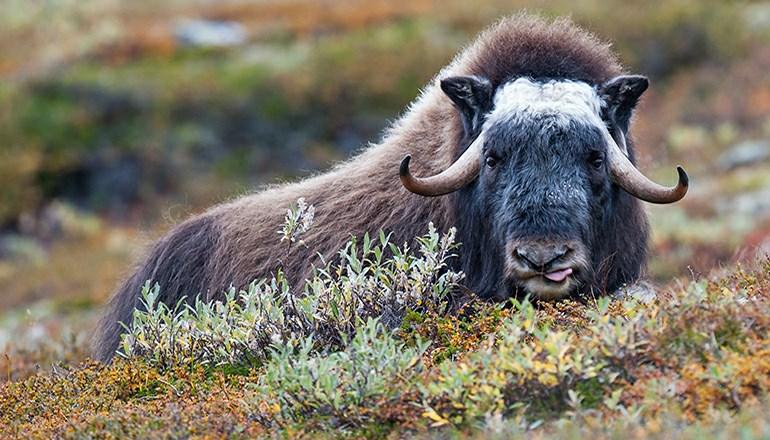 På fastlandsnorge har den nå bare restbestander i enkelte høyfjellsområder fra Hardangervidda i sør til Finnmark i nord.