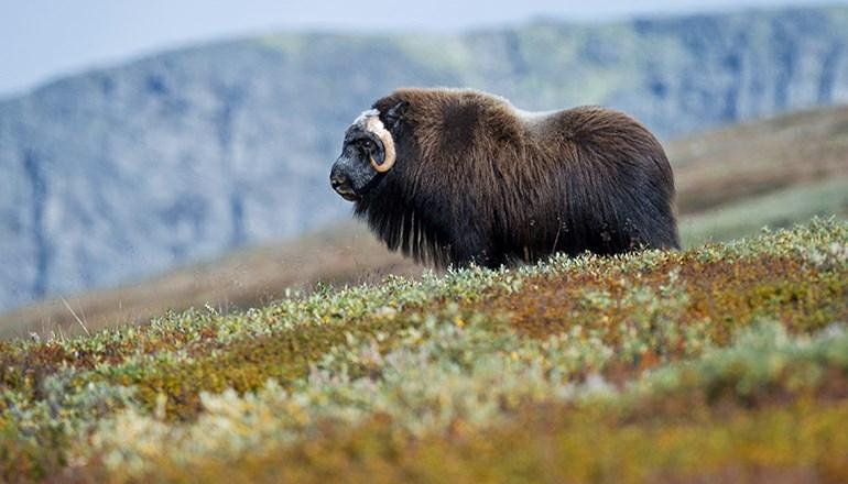 no Den Norske Turistforening er en viktig aktør i tilrettelegging for friluftslivet i fjellet. Her på en av foreningens merkete rutenett.