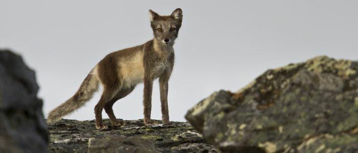 fem kriterier utviklet av Den internasjonale naturvernunionen IUCN: Kraftig reduksjon i populasjonsstørrelse Begrenset utbredelse i kombinasjon med fragmentering eller nedgang Begrenset populasjon i