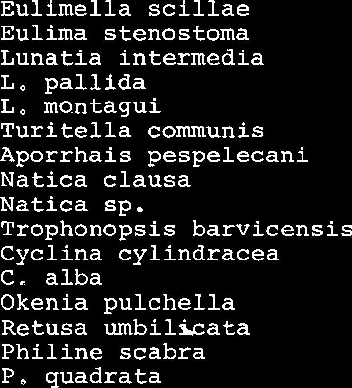 Entalina quinquangularis Eulimella scillae Eulima stenostoma Lunatia intermedia L, pallida L, mo.