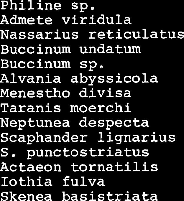 Forts. tabell 1. OF BV TH SF SD FT Y@ KV SK Klasse Art 1 2 3 4 123 1 1 2 1 2 123 1 234 1 2 Gastropoda Pelecypoda Philine sp.