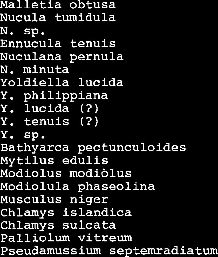 punctostriatus Actaeon tornatilis Iothia fulva Skenea basistriata Malletia obtusa Nucula tumidula N. cp. Ennucula tenuis Nuculana pernula N. minuta Yoldiella lucida Y.