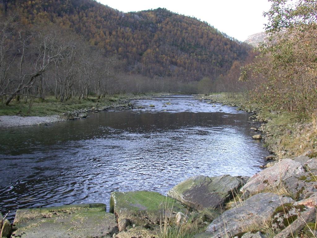 R Ungfiskundersøkingar i Haugsdalselva 24