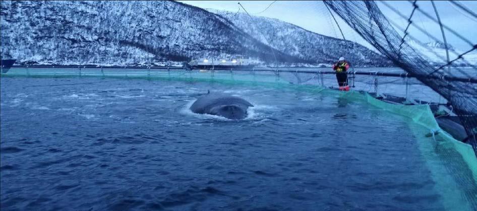 5. Hval i oppdrettsmerd Foto: Fiskeridirektoratet. Knølhval i laksemerd, Troms, 2.