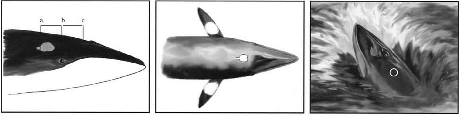 4.4.1 Vågehval og andre bardehvaler (finnhvalarter og knølhval) Hos disse artene vil en treffe hjernen dersom en skyter i midtplanet (sagitalplanet) langs en tenkt projisert linje som starter i øyet