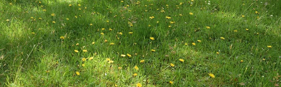 mot vest, med følblom i blomst.