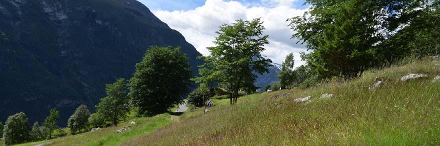 4 Vesterås: Gardskroken, Almene og Trekanten Skjøtselsplan for Vesterås: Gardskroken, Almene og Trekanten, slåttemark, Stranda