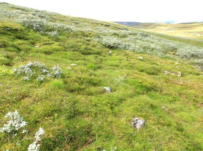 Ei fattig utforming av lågurteng er dominerande i kartområdet (fattig engsnøleie), men små areal av rik utforming finst.