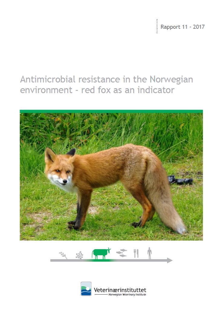 AMR i norsk miljø AMR hos rødrev Oppdrag fra Miljødirektoratet Samarbeid med NORM-VET / Mattilsynet Reven anses som god indikator for forekomst av AMR i miljøet Undersøkt