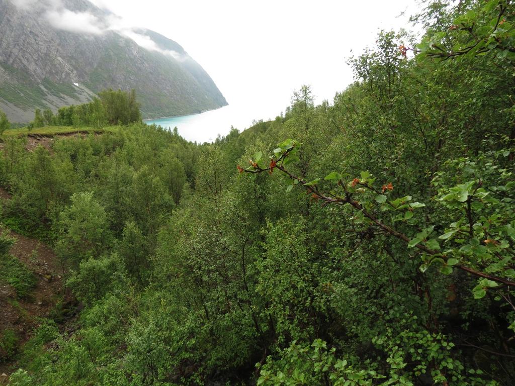 Beliggenhet/avgrensing, naturgrunnlag: Lokaliteten ligger rett ovenfor bebyggelsen i Koppangen, nedenfor marin grense og på løsmasser fra både marine sedimenter og breelvsedimenter.