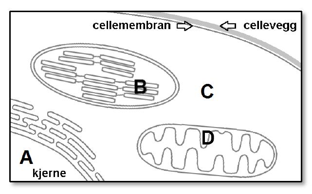 Energiomsetning 96 (oppgave 5 høst 2013) 5) Hvor på figuren skjer den anaerobe celleåndingen?