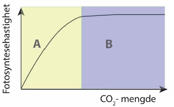 Energiomsetning 136 (oppgave 13 høst 2015) Figuren viser hvordan CO2-mengden påvirker fotosyntesen hos en plante. Hvilke tre faktorer kan begrense fotosynteseaktiviteten i område B av grafen?