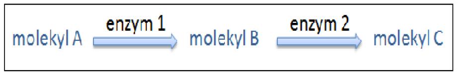 Energiomsetning 138 (oppgave 3 vår 2016) Figuren nedenfor viser enzymkatalyserte reaksjoner i en løsning der molekyl A blir omdannet til molekyl B og videre til molekyl C.