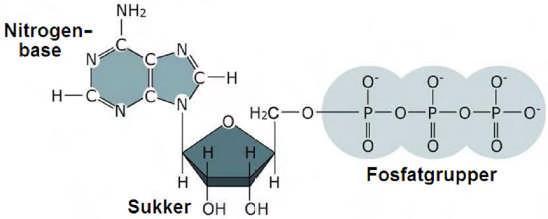 Energiomsetning 15 (oppgave n vår 09) Hvilken rolle har CO 2 i fotosyntesen? A) Det skaffer karbon til dannelse av glukose. B) Det skaffer elektroner til dannelse av NADPH og ATP.