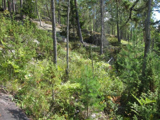 Velutviklet kalkfuruskog