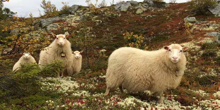 6. Organisert beitebruk og sau i kommunen Antall dyr på utmarksbeite har gått litt ned i forhold til 2013 med 542 sauer til totalt 19602. Dette må sies å være stabilt.