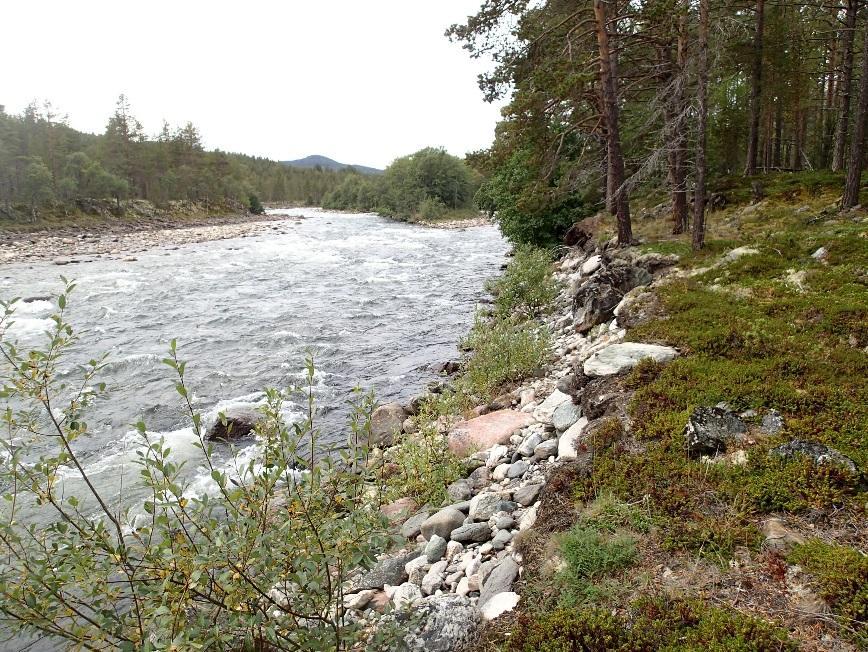 Figur 7: Smal raskant mellom typisk landvegetasjon og elveløpet hvor det vokser vierarter, bjørk og gråor.