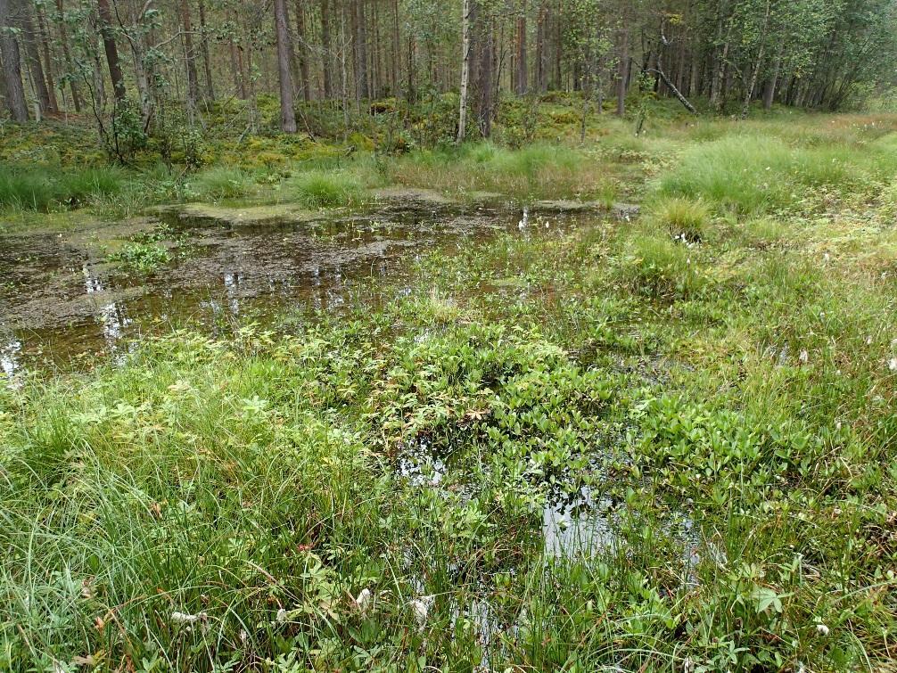 Figur 10: Vegetasjonen i dammen domineres av bukkeblad, myrhatt og duskull.