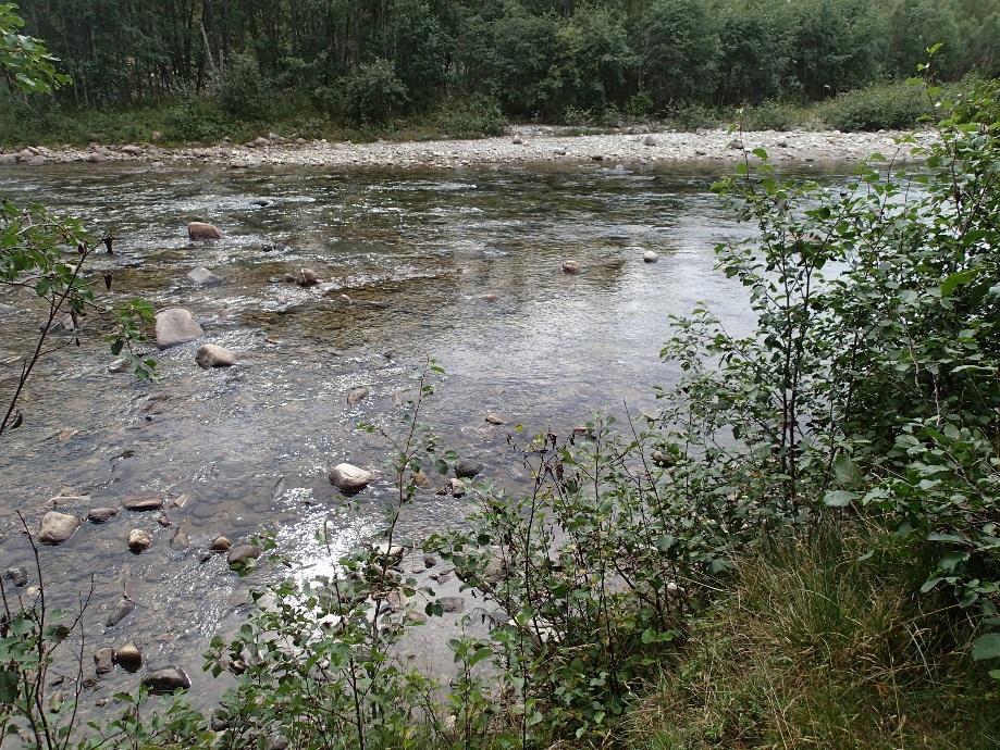 Den viktigste funksjonen til prosjektområdet når det gjelder fisk, er at vandringsmuligheten for ørret og harr opprettholdes.