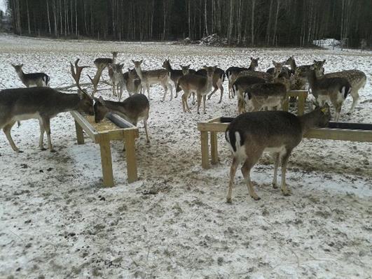 Nytt fjøs for økologisk