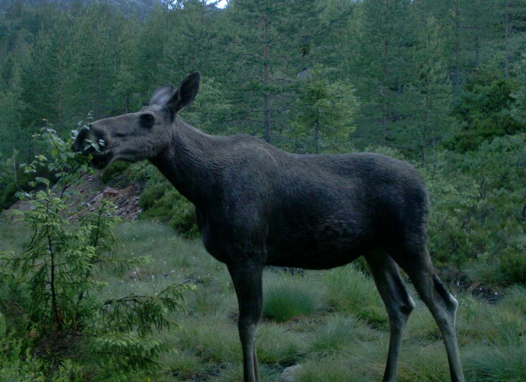 Sør-Aurdal etter jakta 2016