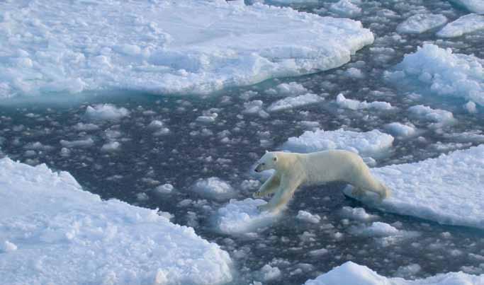 64 RAPPORT FRA FAGLIG FORUM 2010 dyreplankton og små fisk som polartorsk, lodde og sild, og hvis disse artene endrer utbredelse må sjøfuglene også endre utbredelse, med de konsekvenser dette vil ha