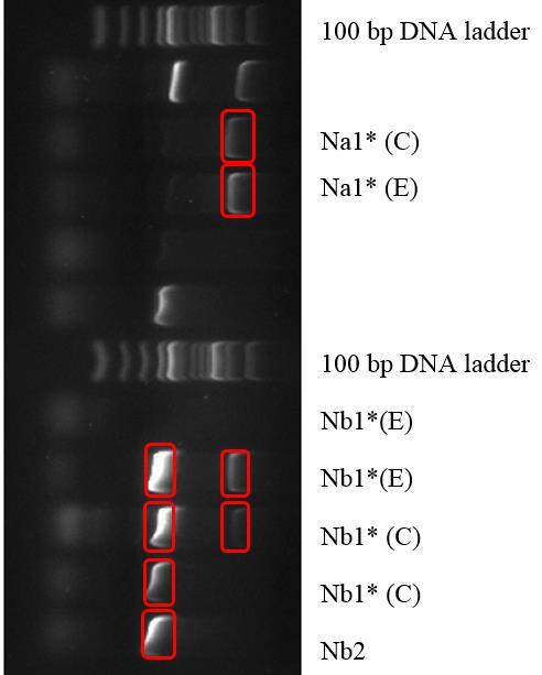 Figur C.8 Gelbilde av Multiplex PCR-produkt fra DNA-templat direkte fra renkultur med M4 (brønn 1), inkludert 100 bp DNA ladder.