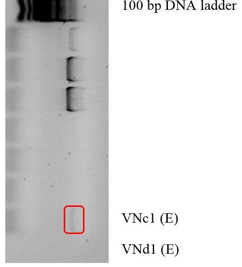 11 16S rrna for å bekrefte at det er 16S rrna tilstede i isolat fra kolonier med ESBL-fenotypisk resistens