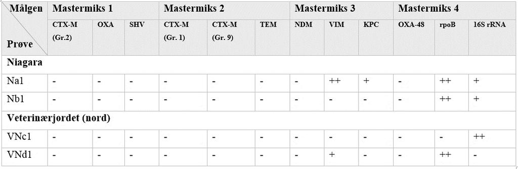 3.2 Molekylær karakterisering av ESBL-holdige bakterier 3.2.1 ESBL-screening med Multiplex PCR og gelelektroforese av DNA i BHI-medium DNA-templat fra alle prøver inkubert i BHI-medium ble testet med Multiplex PCR for å søke etter ESBL-gener.