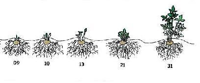 knopp synlig (1-2 mm/5 mm eller mer) 59/60: Første kronblader/åpen blomst synlig 61 68: 10-80% åpne blomster på 1.