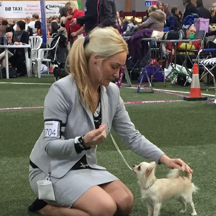 Veronica Åsheim- stiller til valg som Revisor Hei, Da har jeg fått forespørsel om og ta revisjon for chihuahua klubben. Ikke helt mitt felt, men skal gjøre så godt jeg kan.