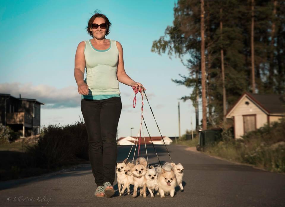 Jeg skulle ALDRI ha en slik liten gneldre hund, så feil kan man ta. Fikk meg chihuahua og forelsket meg helt i rasen.