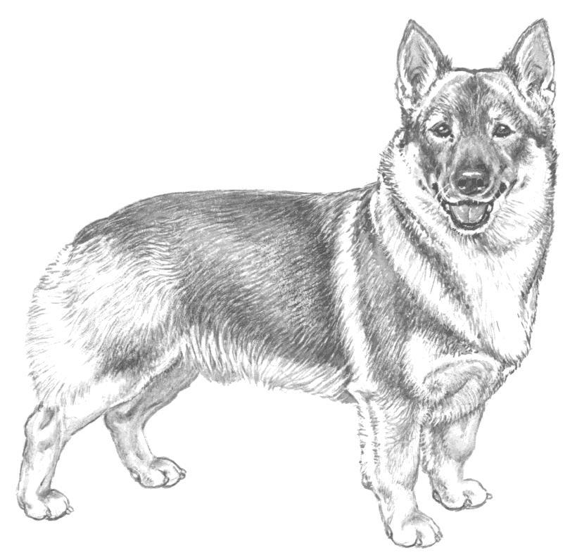 Ìslands Norsk Kennel Klub