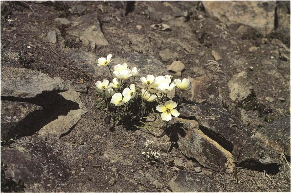 VEGETASJONSUNDERSØKELSER LANGS 0 ' FORESLATTE VEITRASEER MELLOM LONGYEARBYEN OG SVEA Svalhardvalmue Papaver