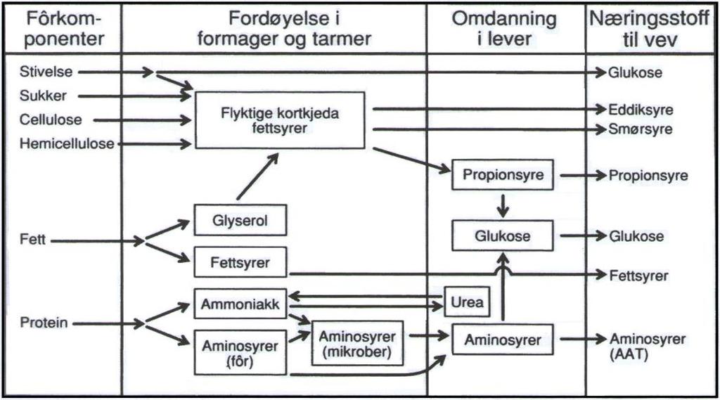 tørrstoffet, ca. 45-50%, men inneholder også fett, ribonukleinsyre (RNA), karbohydrat og aske (Kristensen et al., 2003).