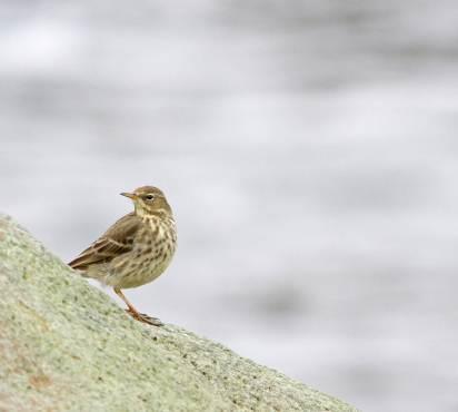 Typiske hekkefugler langs strendene er gravand, ærfugl (NT), tjeld, sandlo, vipe (EN), rødstilk, storspove (VU), fiskemåke (NT) og skjærpiplerke. Figur 30. (t.