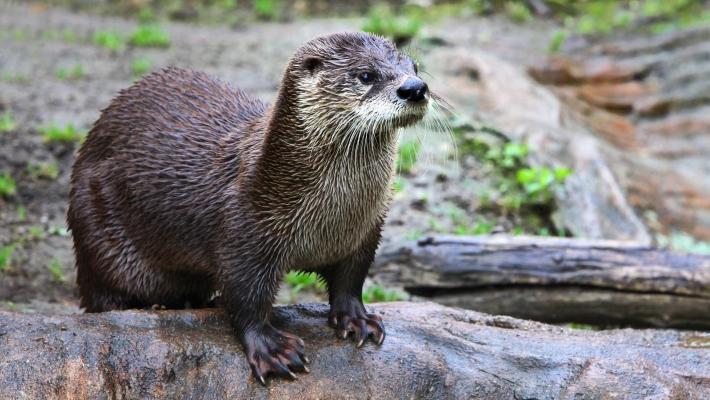 AQUA Akvarium & Dyrepark (39.2 km) Møt dyrene som lever i naturlige omgivelser i AQUA. Se oteren jage i sjøen og møt de frekke vaskebjørnene som elsker å både slåss og leke.