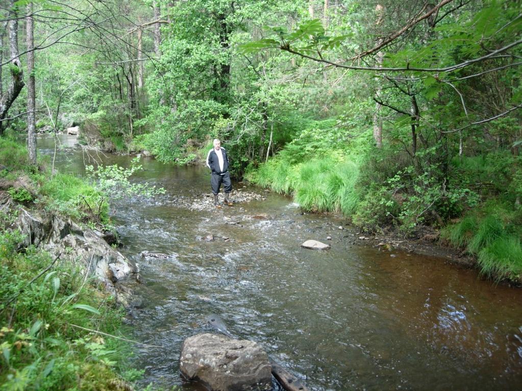 5 RESULTAT Område 1 var ein grunn høl med sva, sand grus og litt stein på botnen. Det var her gode gyte- og oppvekstområde for fisk. Vatnet var klårt.