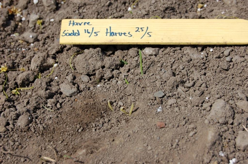 Så riktig! Kornet bør ligge på 4 cm etter tromling. På bildet er det nok sådd litt for ujamt, og for djupt (5-6 cm etter tromling).