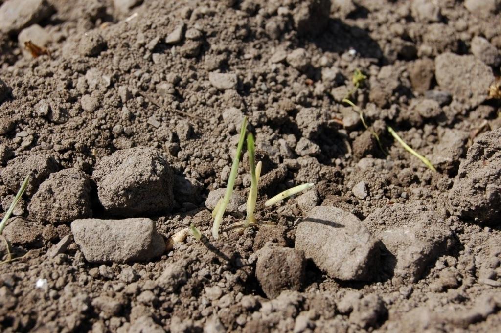 Koleoptilen, p»iggen» som mange sier, er et lite rør som beskytter kornplanta på veg opp i lyset. Når denne stikker (er over bakken) kommer det førstbladet raskt igjennom røret.