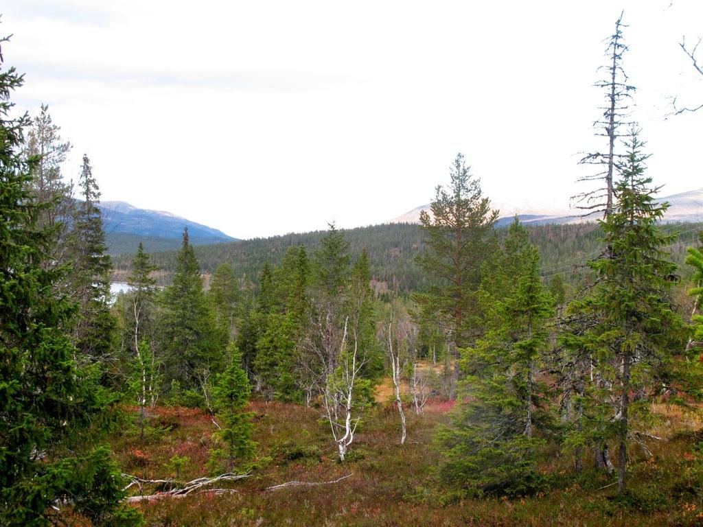 I planforslaget foreslås det at vegen skal gå over åsen som er ringet inn på bildet. Vegen vil ligge lavt i terrenget og vil skape et synlig brudd i horisontlinja.